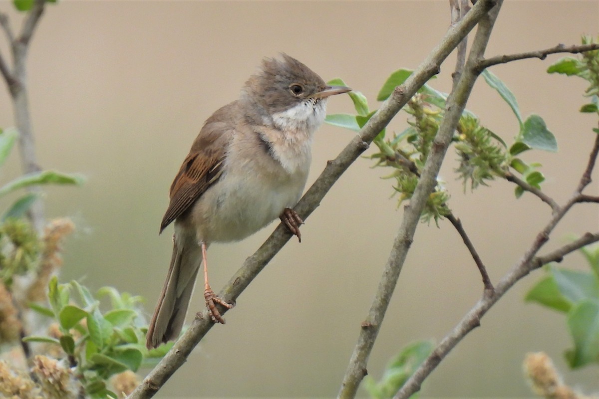 Greater Whitethroat - ML449484061