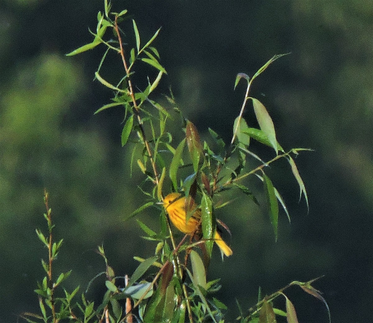 Paruline jaune - ML449484601