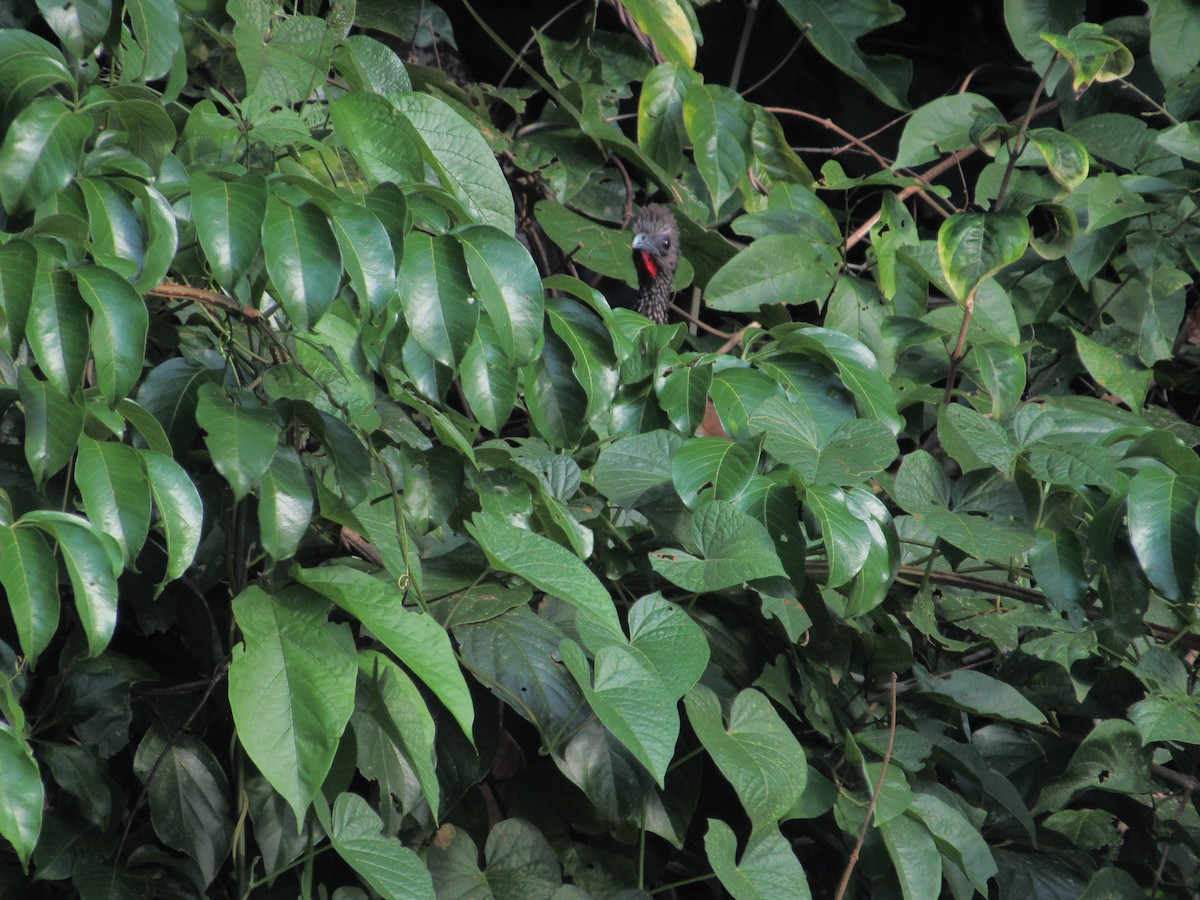 Spix's Guan - yasmani larota