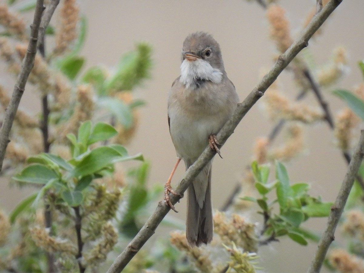 Greater Whitethroat - ML449486291