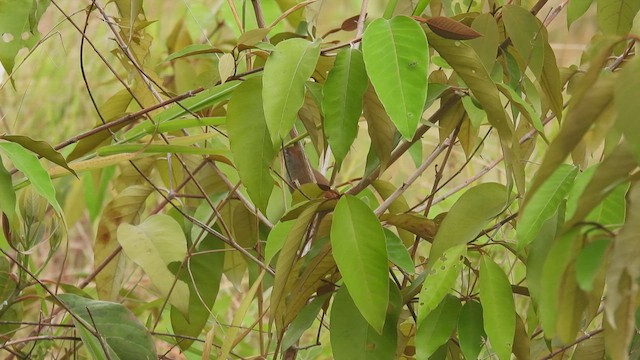 Pale-breasted Spinetail - ML449487431