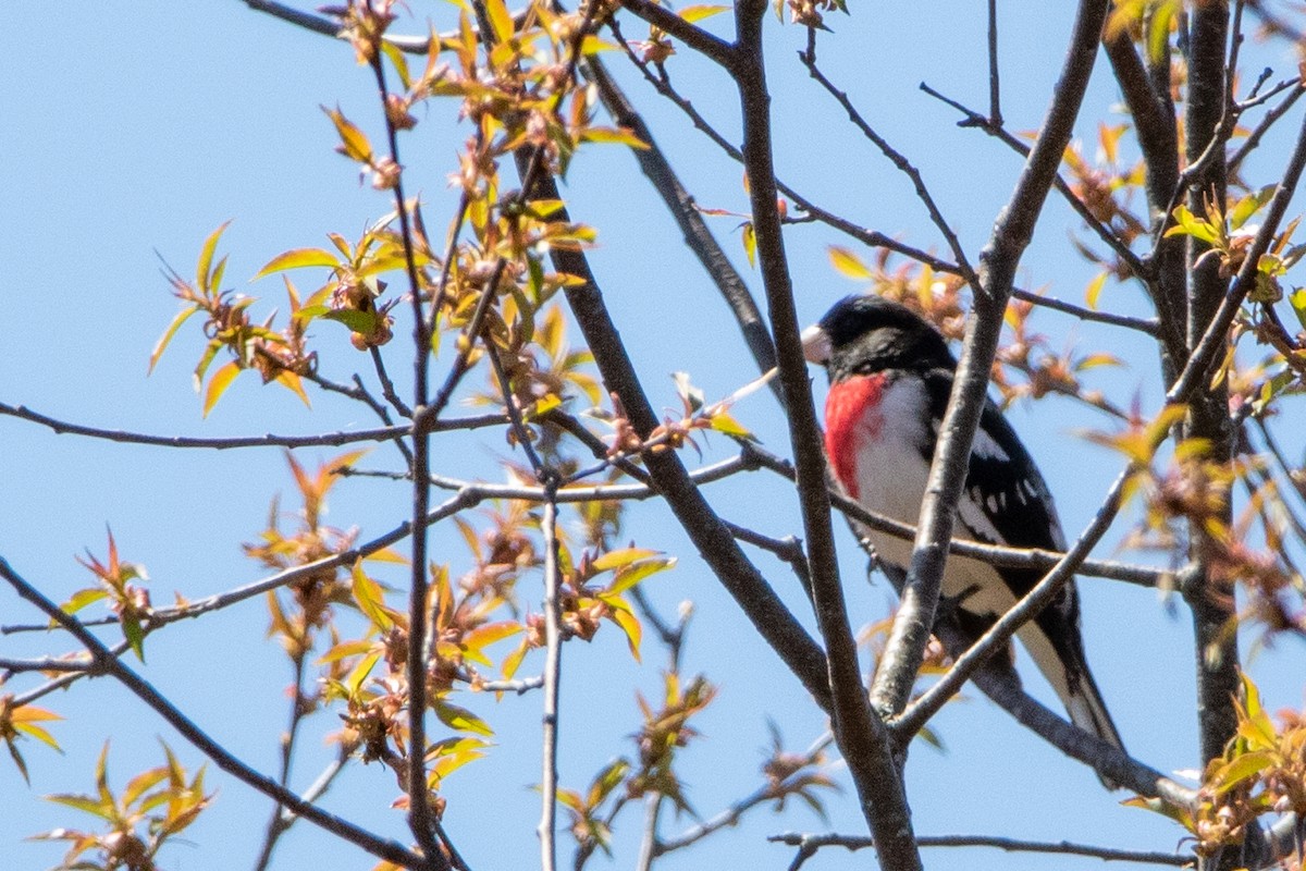 Rose-breasted Grosbeak - ML449487771