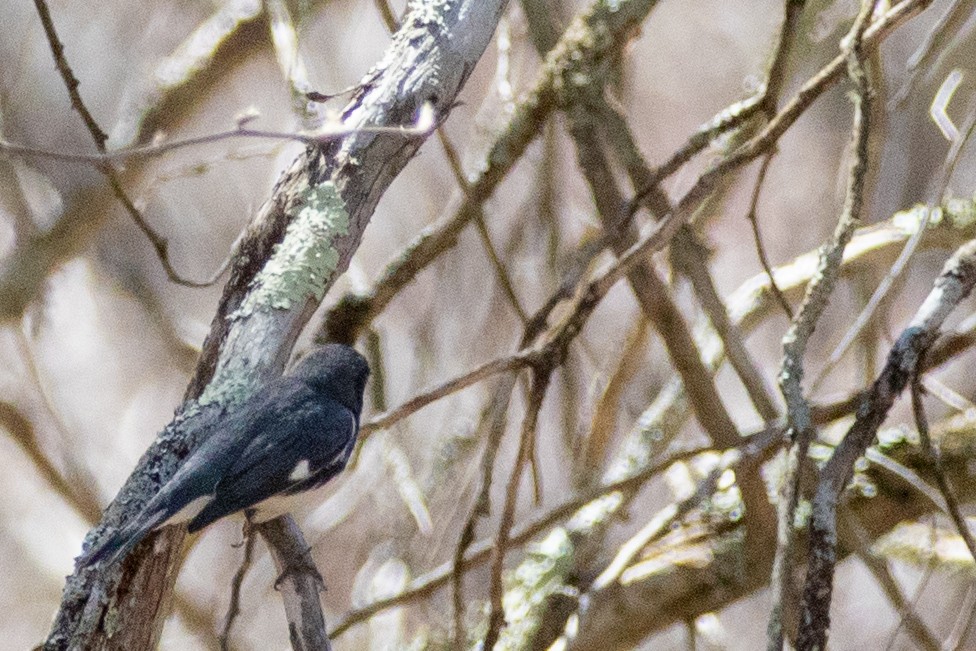 Black-throated Blue Warbler - ML449487851