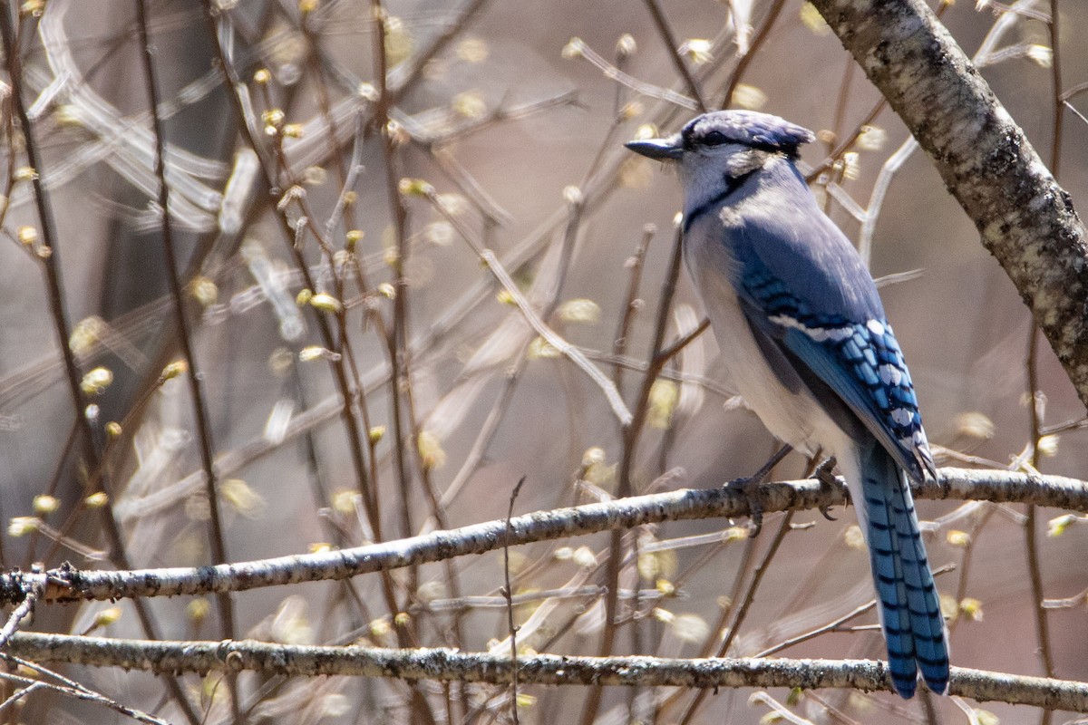 Blue Jay - ML449487961