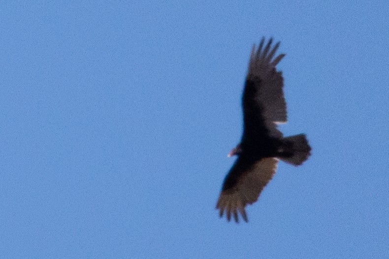 Turkey Vulture - ML449487971
