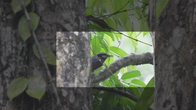 Chestnut-bellied Nuthatch - ML449488301