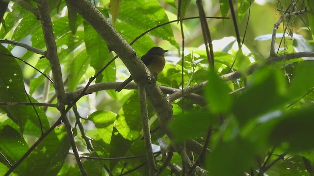 Tawny-chested Flycatcher - ML449489501