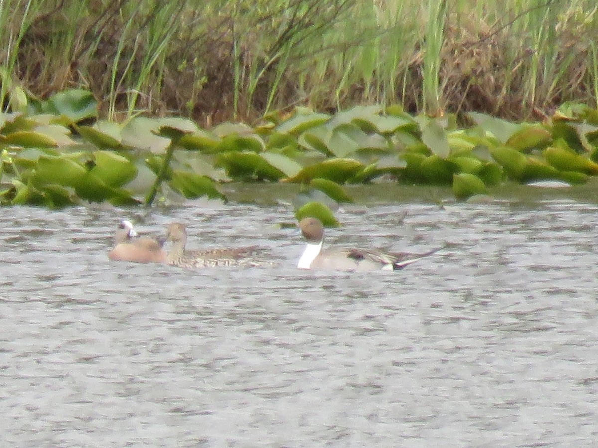 American Wigeon - ML449490611