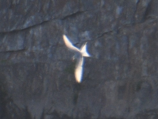 Küstenseeschwalbe - ML449490941