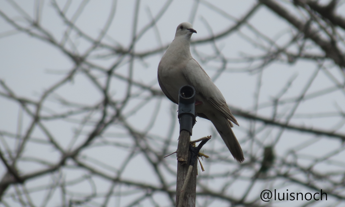 Eared Dove - ML449491501