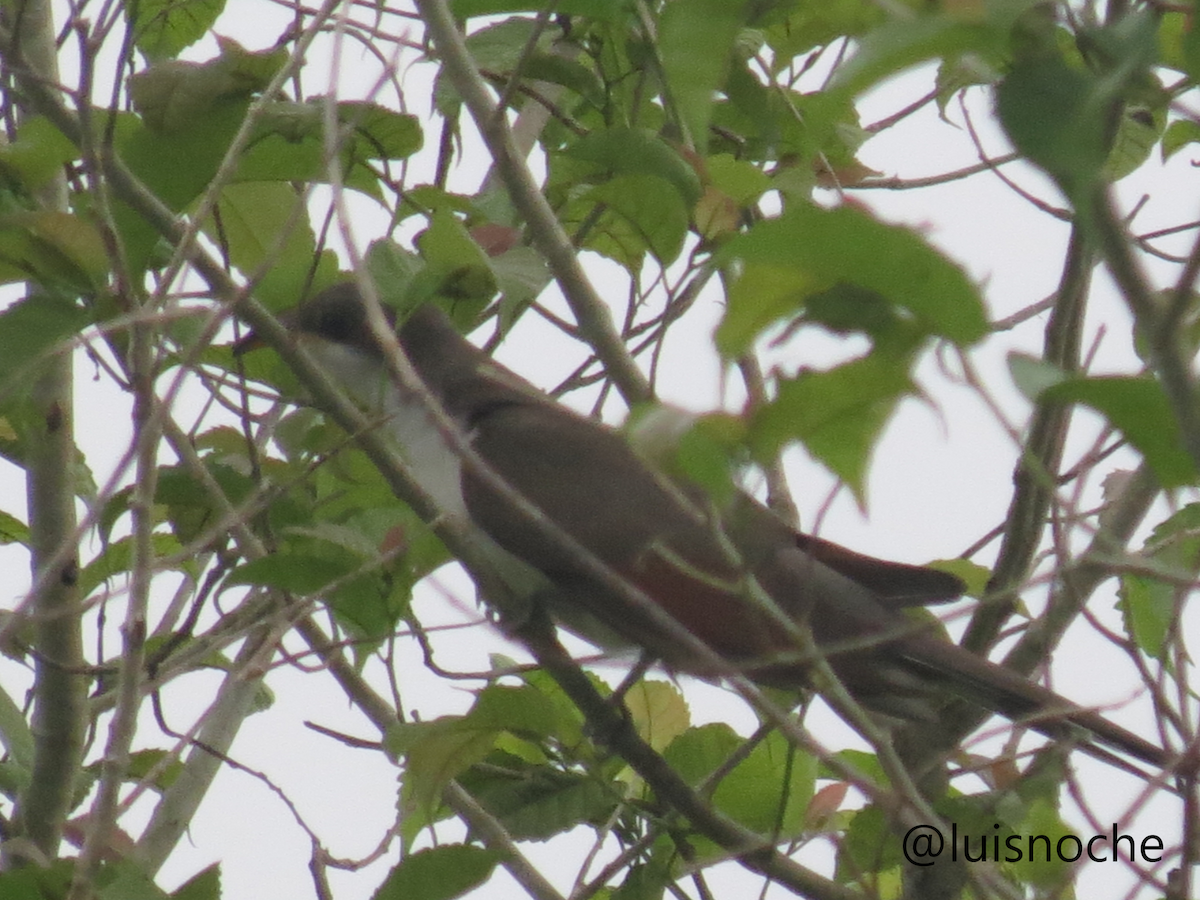 Yellow-billed Cuckoo - ML449492061