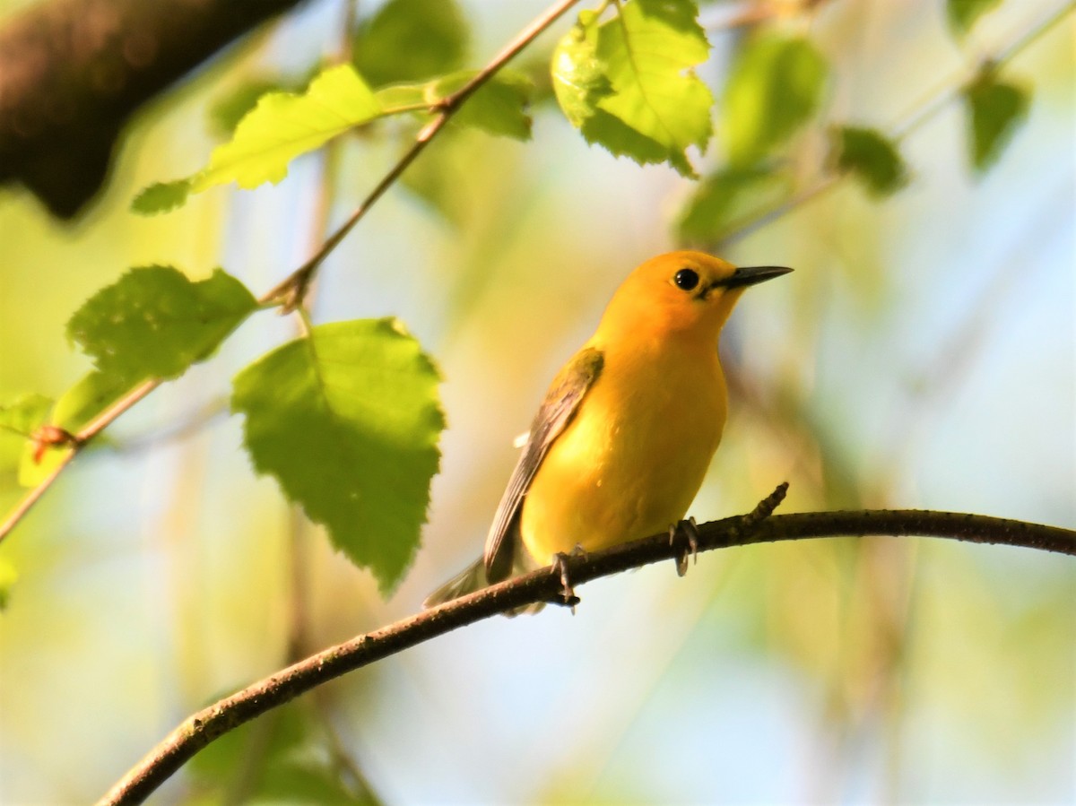Prothonotary Warbler - ML449492521