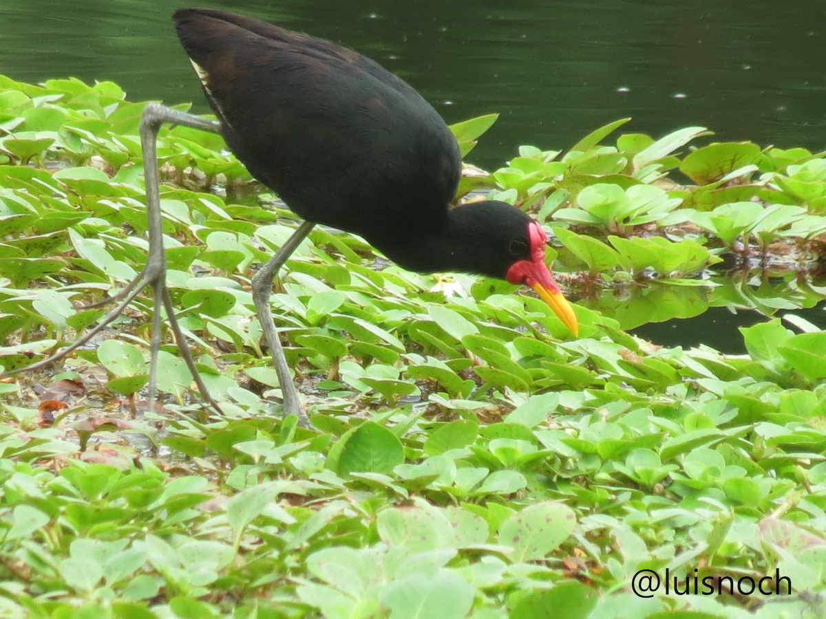 Wattled Jacana - ML449492601