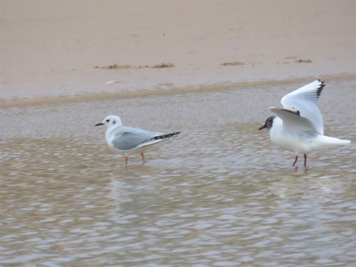 Mouette de Bonaparte - ML449492731