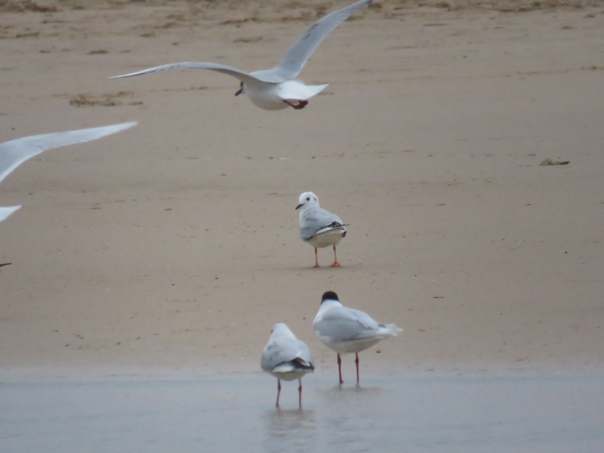 Mouette de Bonaparte - ML449492741