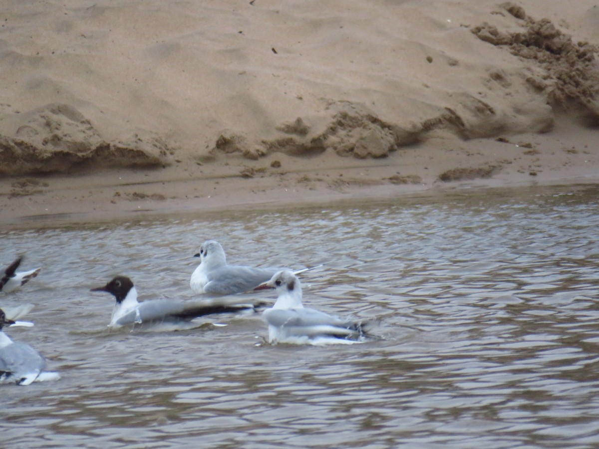 Mouette de Bonaparte - ML449492751