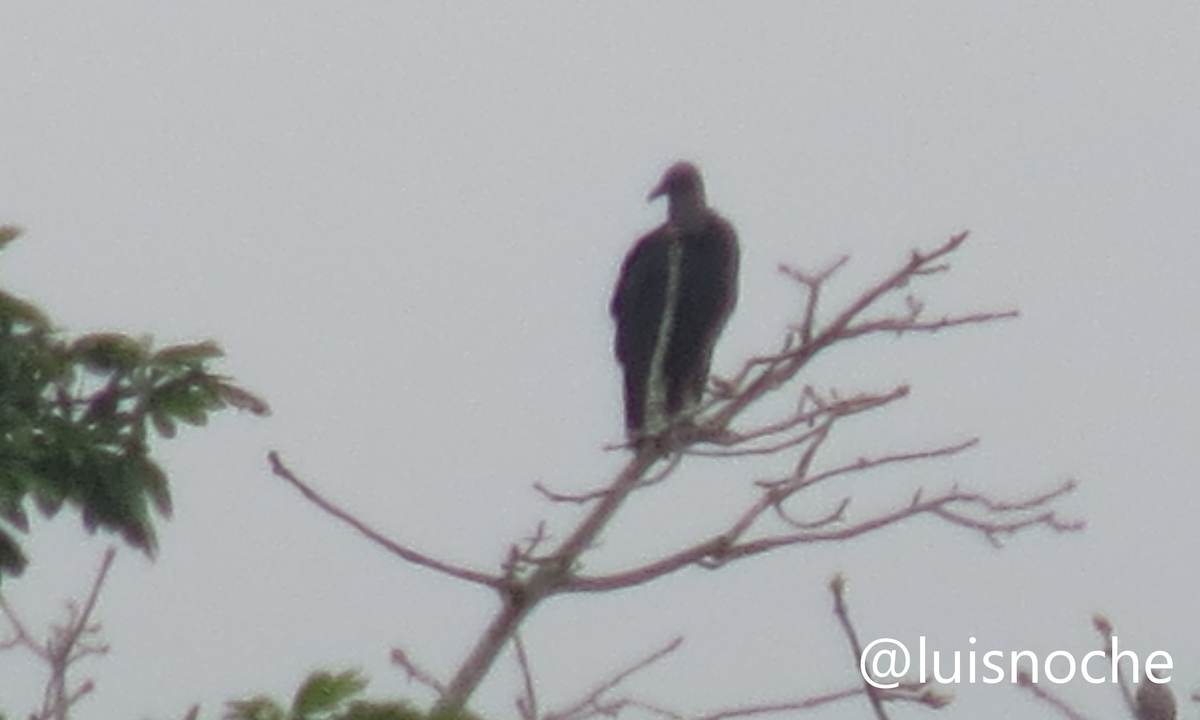 Black Vulture - ML449493431