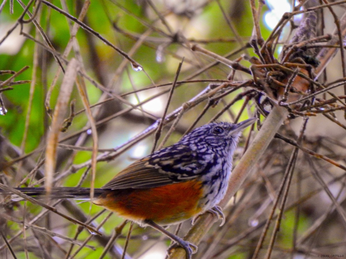 East Andean Antbird - ML449493911