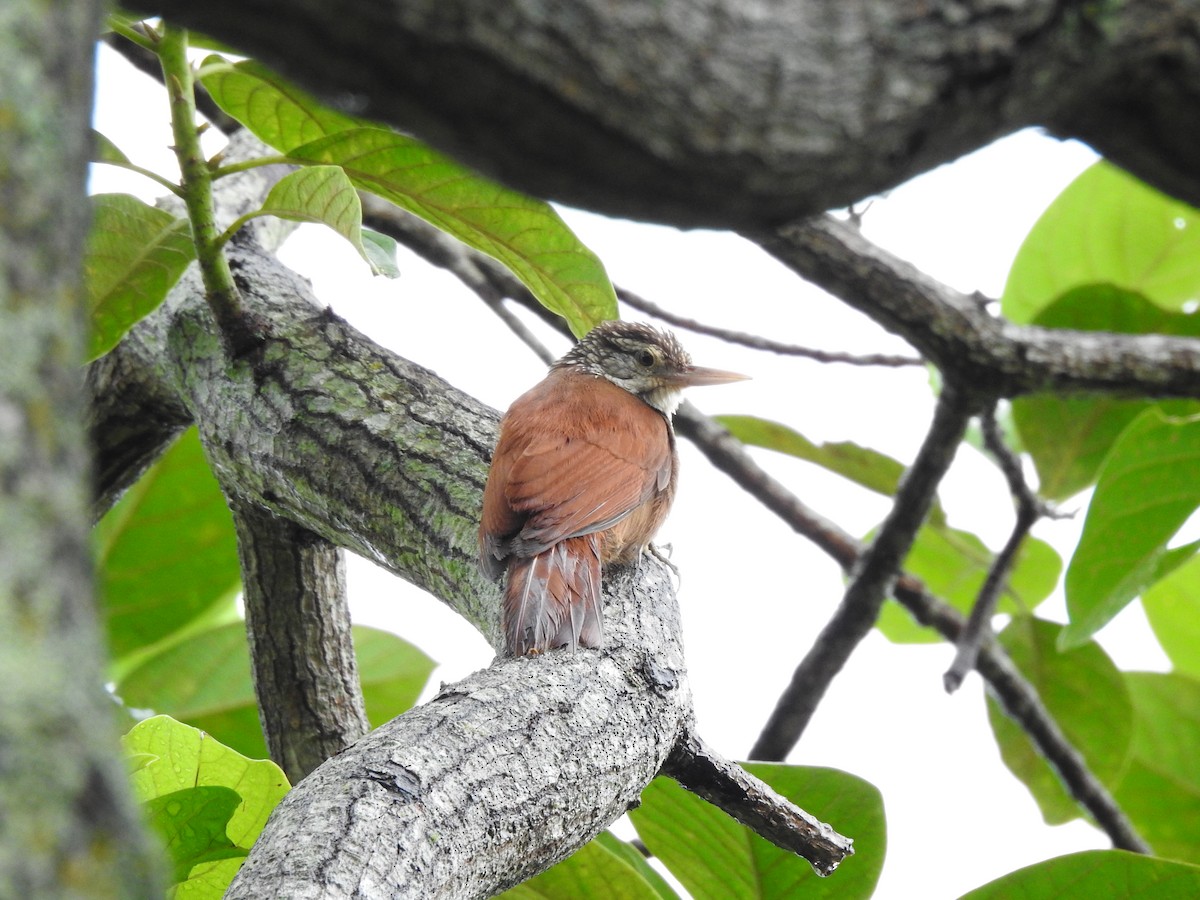 Straight-billed Woodcreeper - ML449494571