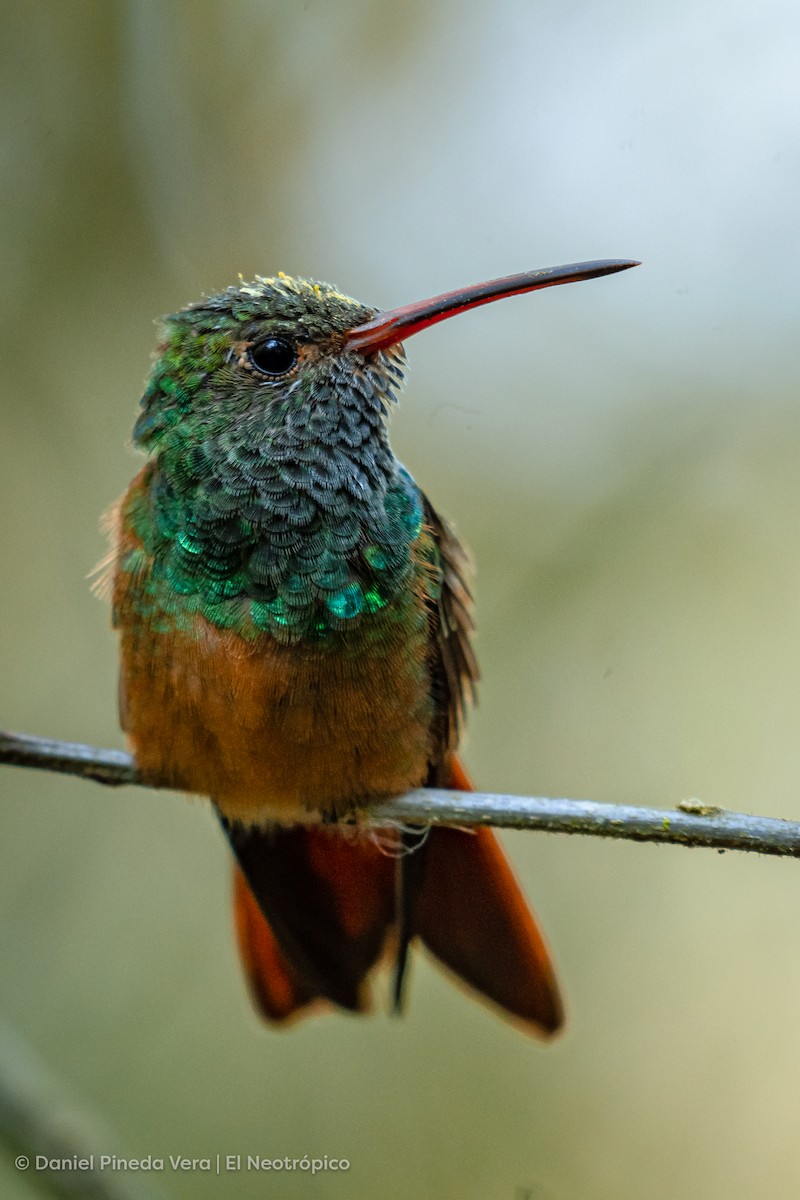 Buff-bellied Hummingbird - ML449495801