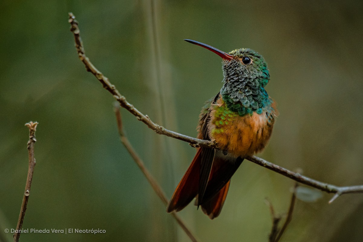 Buff-bellied Hummingbird - Daniel Pineda Vera