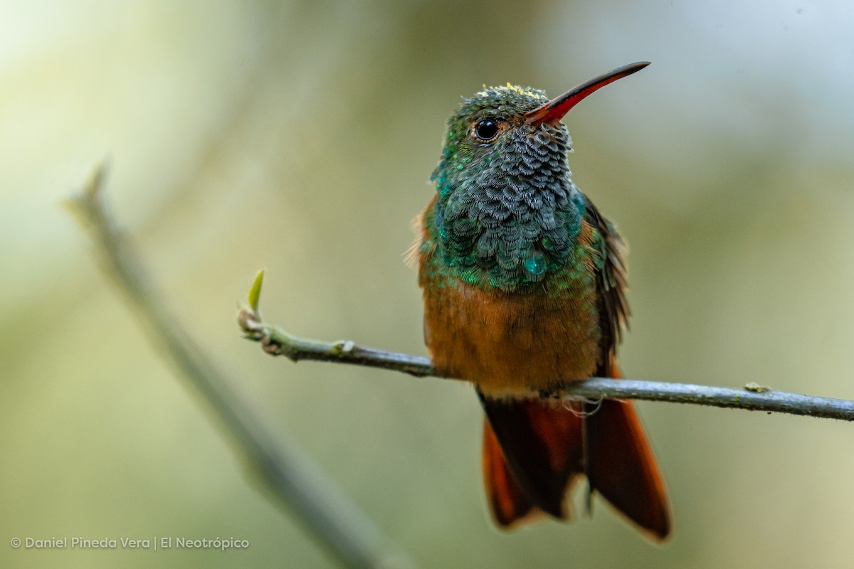 kolibřík yukatanský - ML449495861