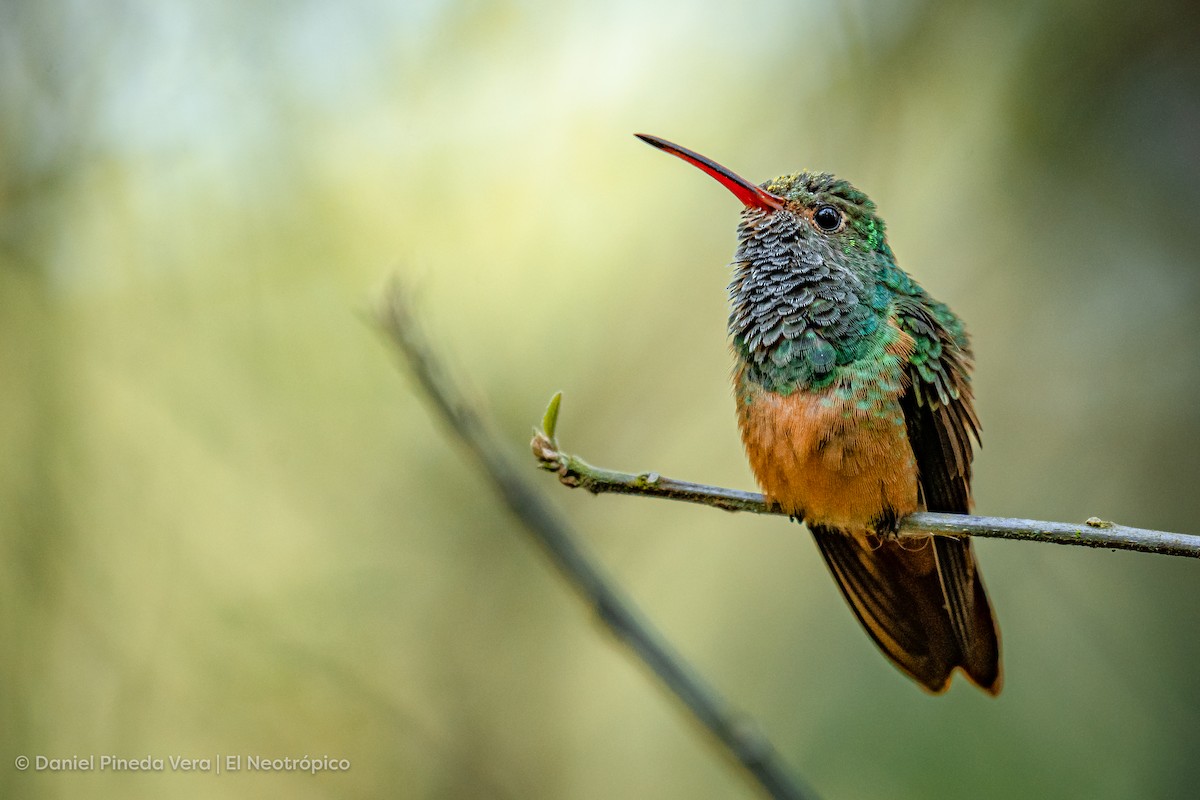 Buff-bellied Hummingbird - ML449495881