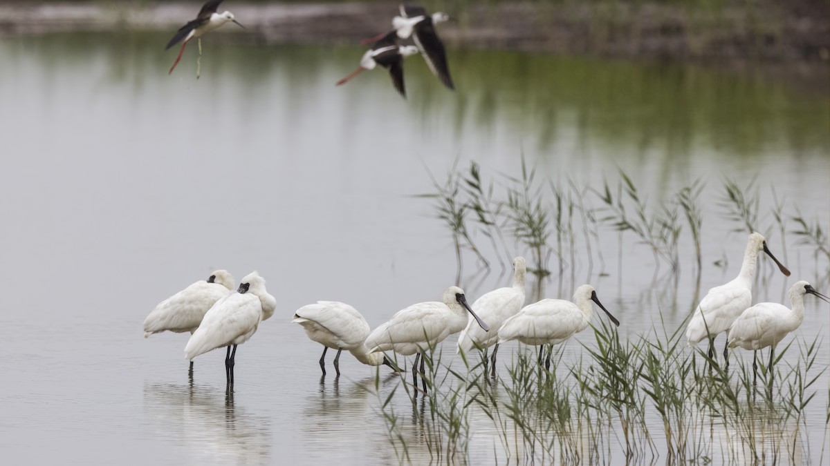 Black-faced Spoonbill - ML449495961