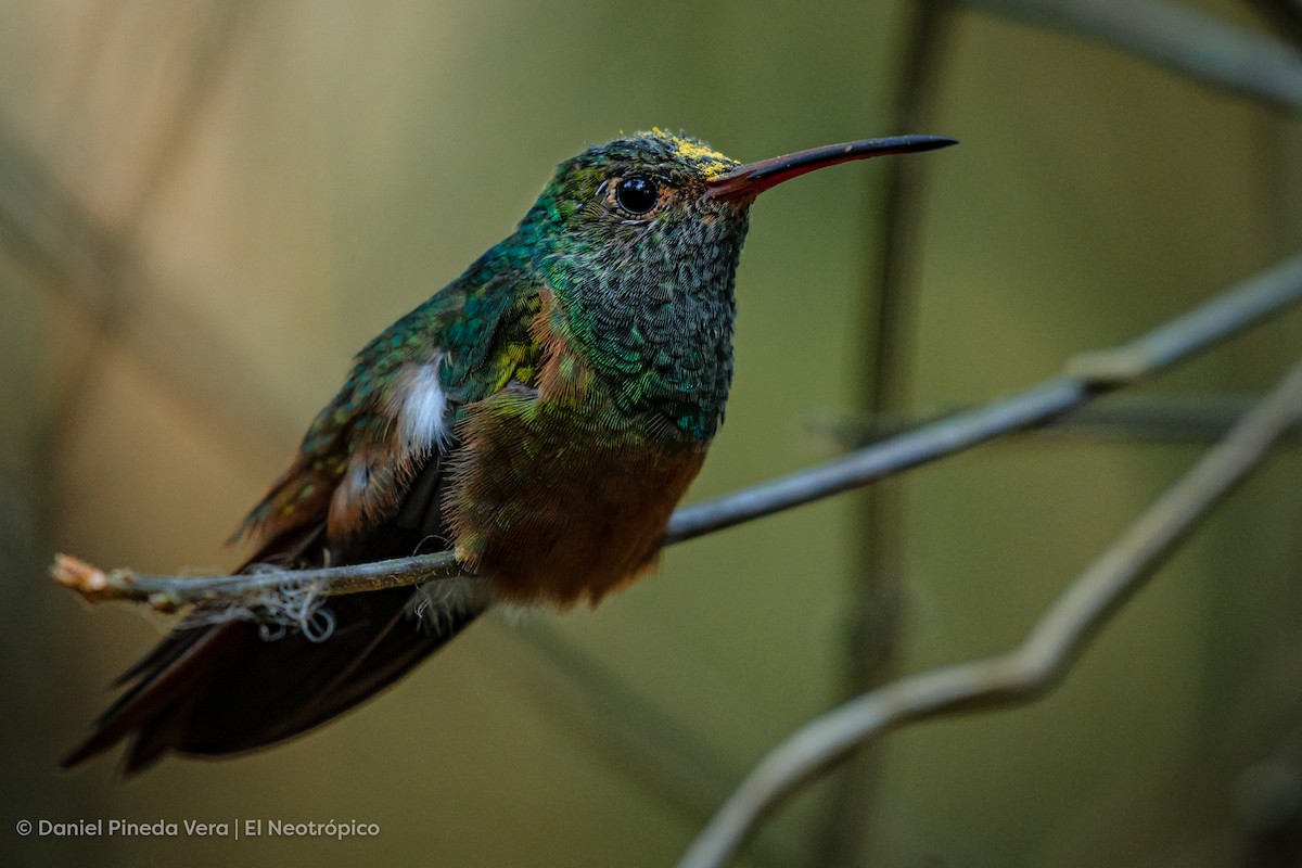 kolibřík yukatanský - ML449496031