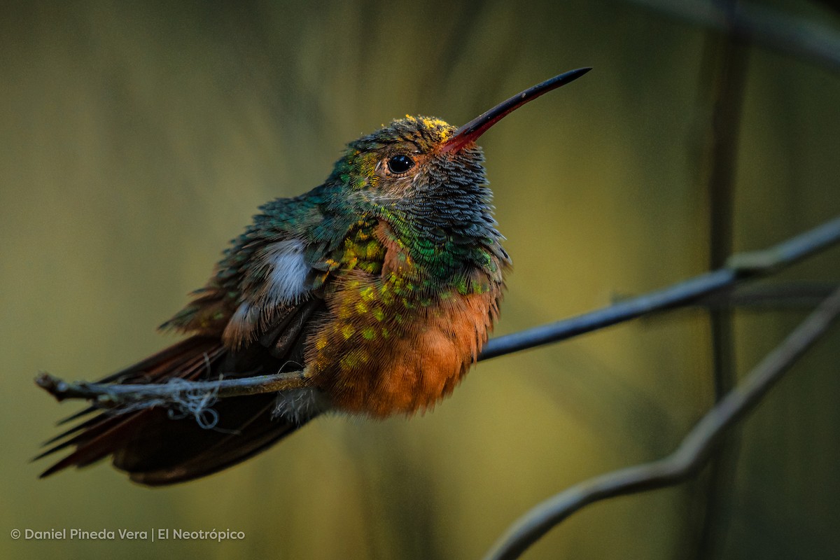 Buff-bellied Hummingbird - Daniel Pineda Vera