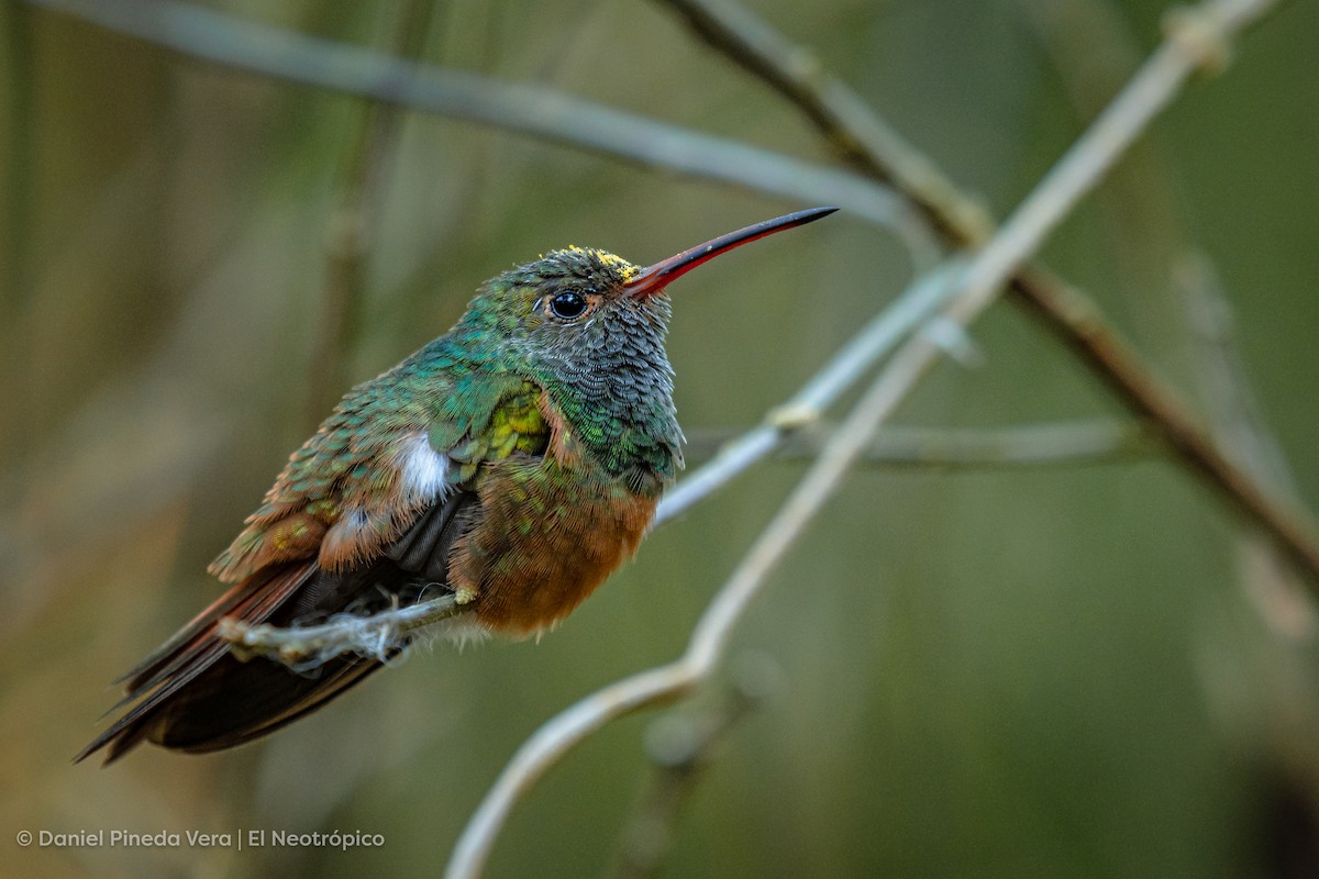 Buff-bellied Hummingbird - Daniel Pineda Vera