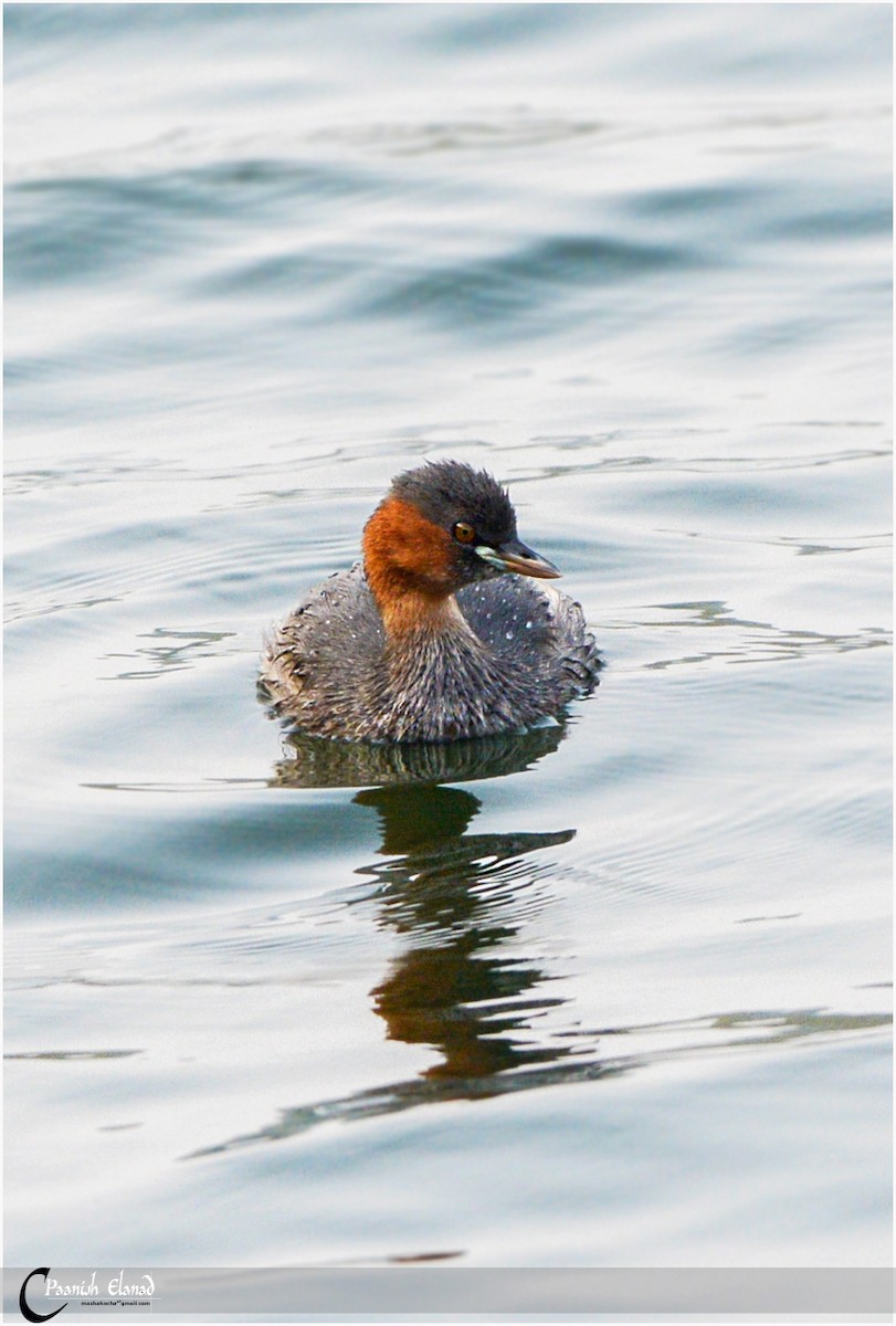 Little Grebe - ML44949631