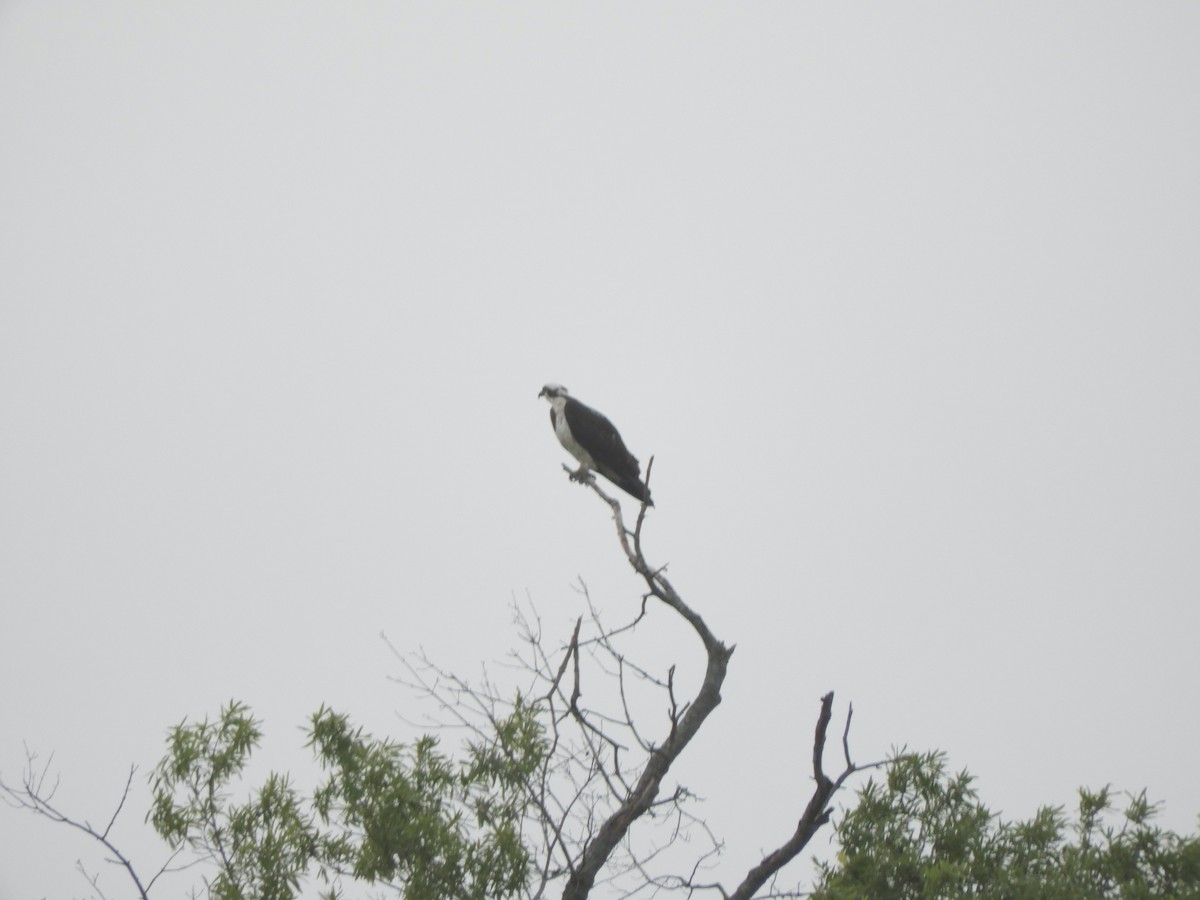 Águila Pescadora - ML449497231