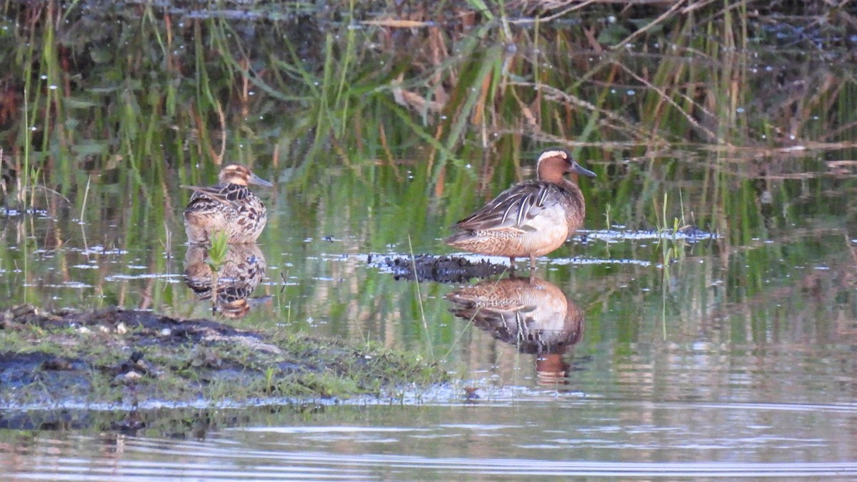 Garganey - ML449501131