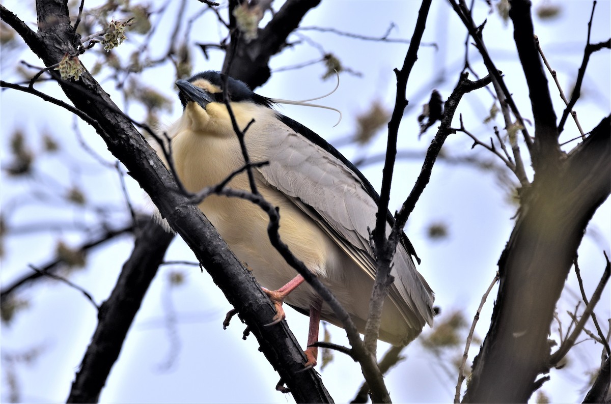 Black-crowned Night Heron - Lee Adam