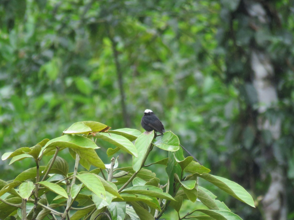 Long-tailed Tyrant - ML449504271