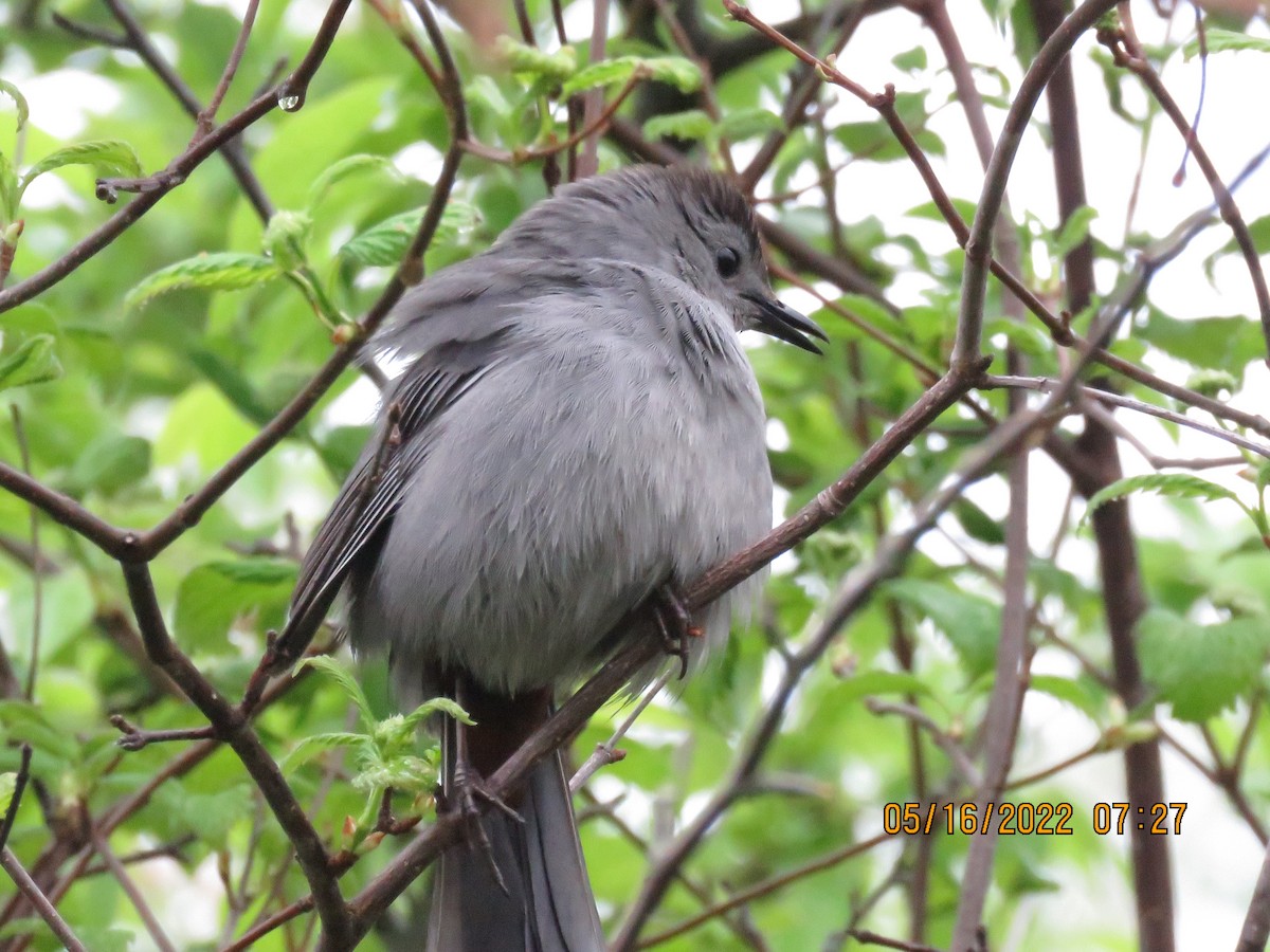 Gray Catbird - Cheryl Ring