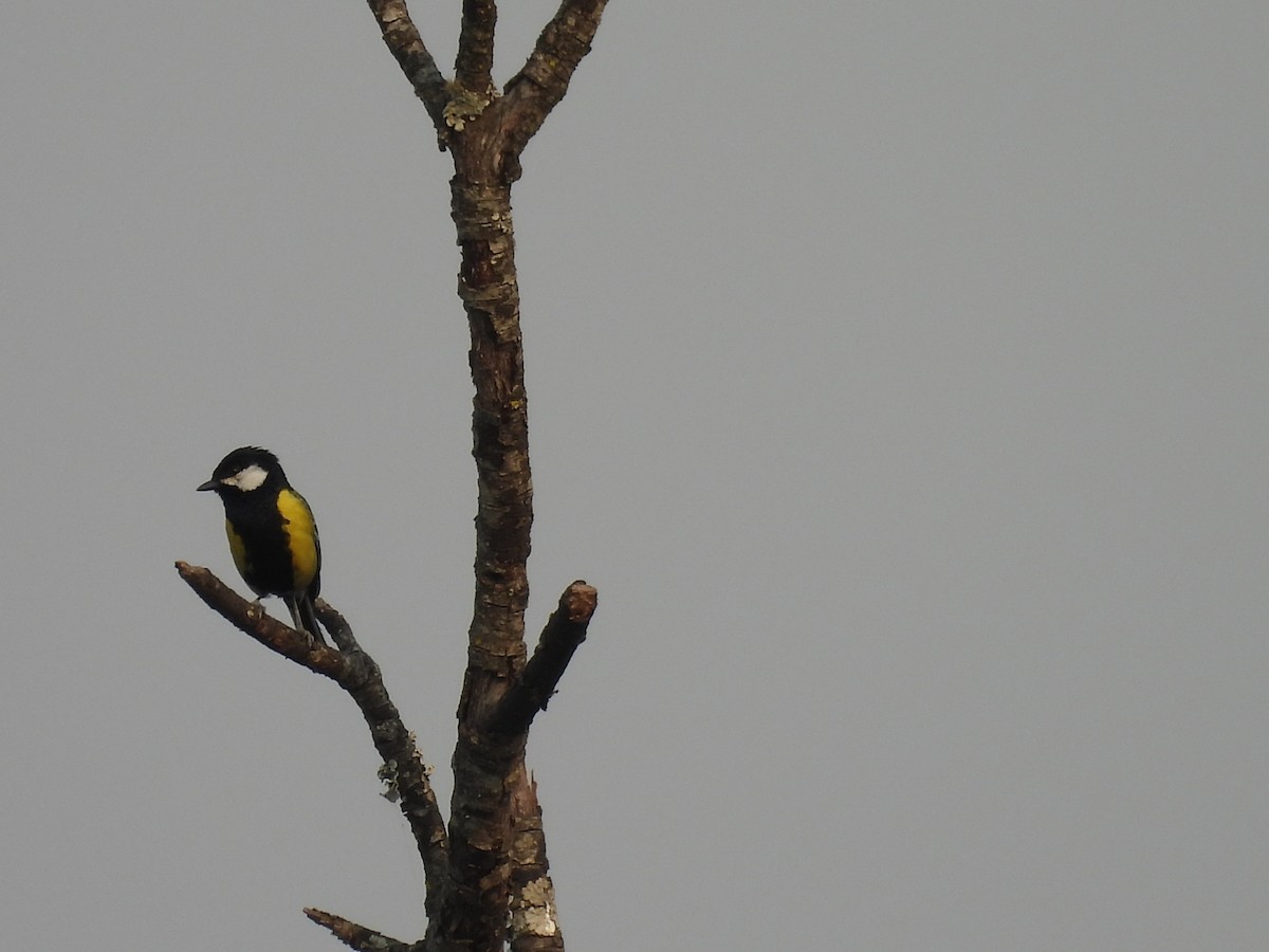 Green-backed Tit - ML449504931