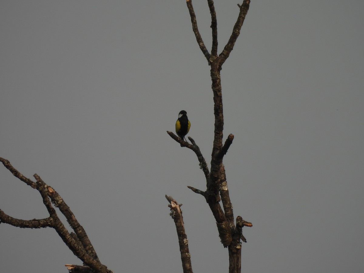 Green-backed Tit - ML449504951