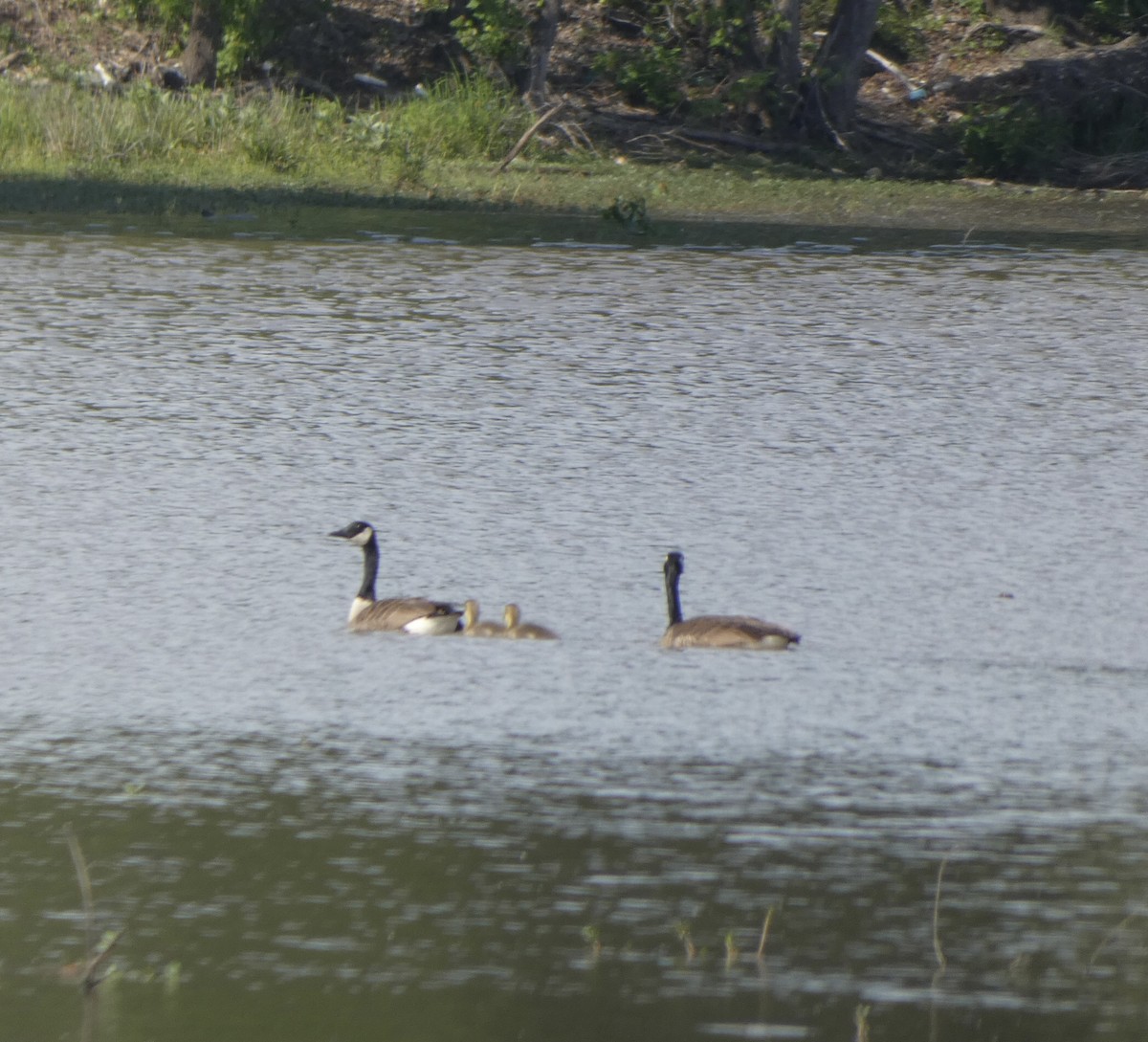 Canada Goose - ML449505141