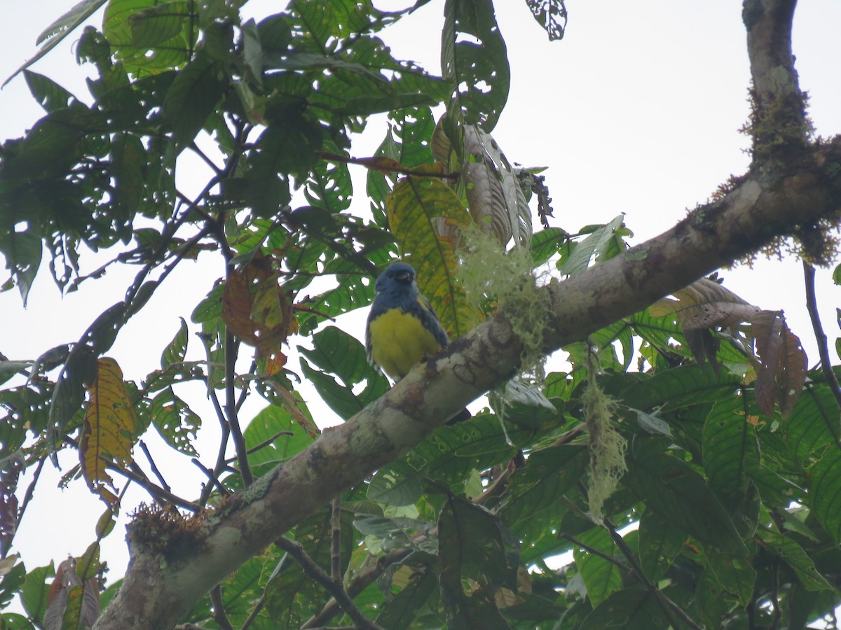 Turquoise Tanager - ML449505151