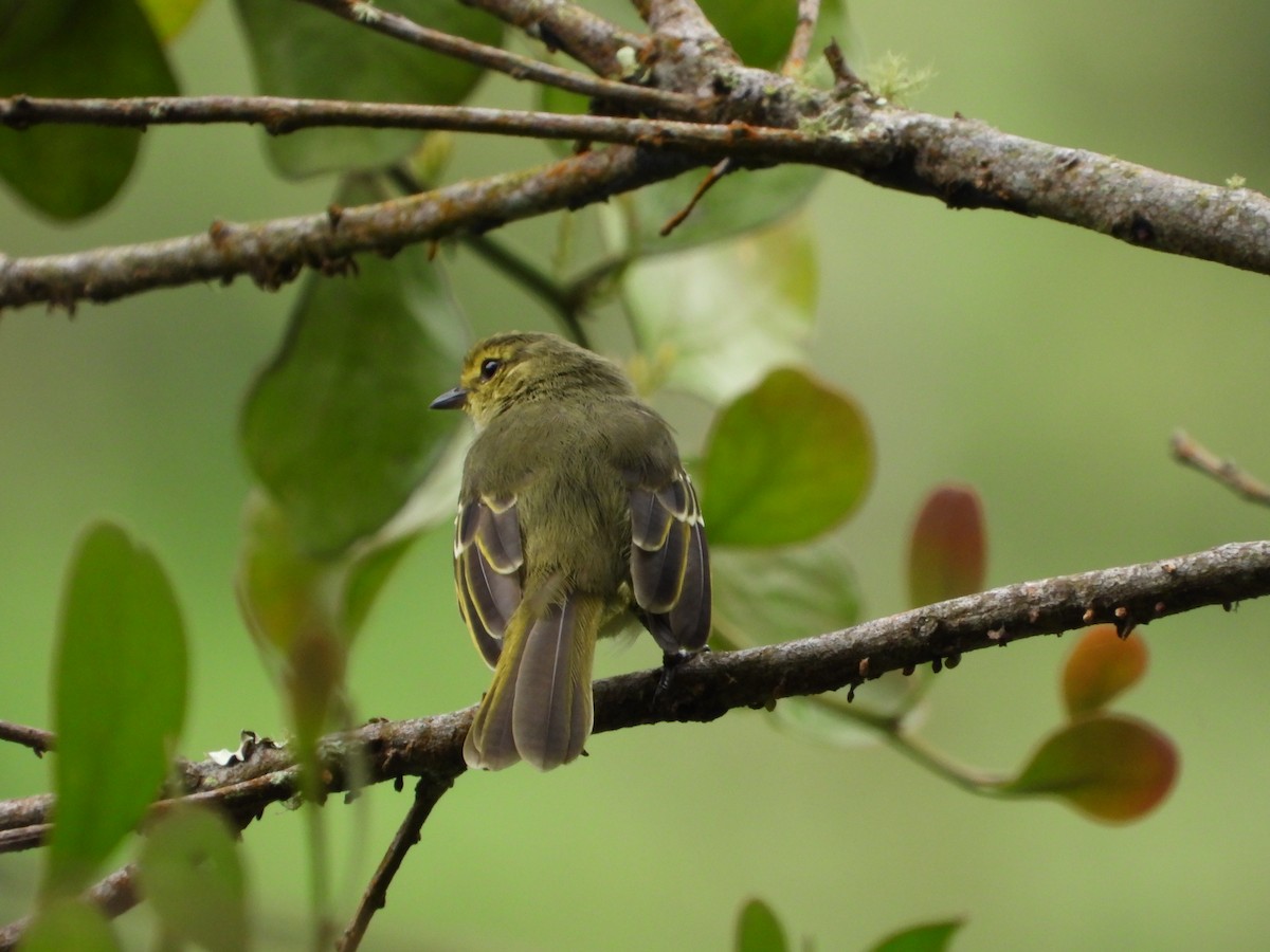 Golden-faced Tyrannulet - ML449505231