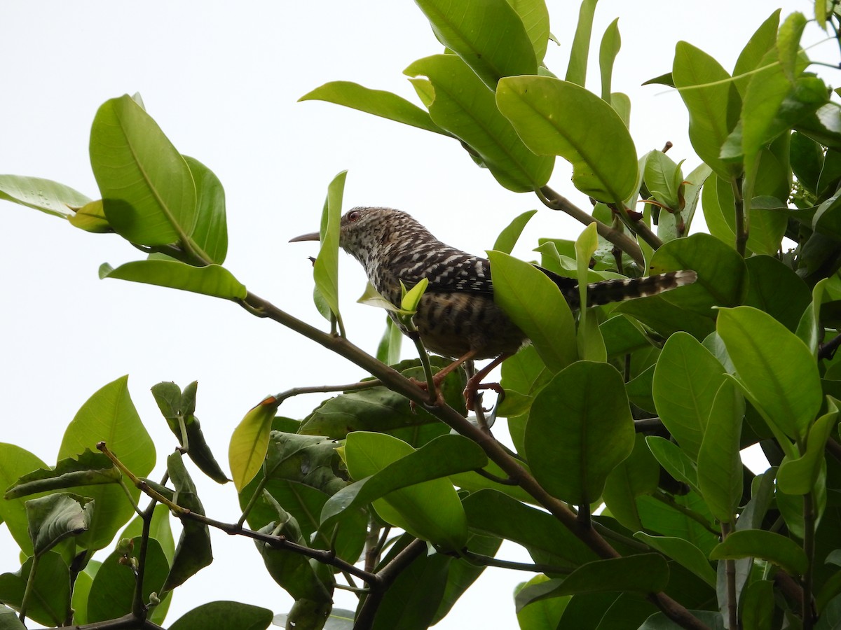 Band-backed Wren - ML449505341