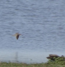 Short-billed Dowitcher - ML449505371