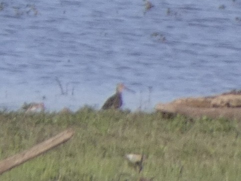 Short-billed Dowitcher - ML449505381