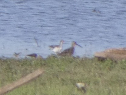 tanımsız Charadriiformes sp. - ML449505451