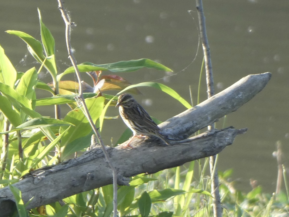 Savannah Sparrow - ML449505571