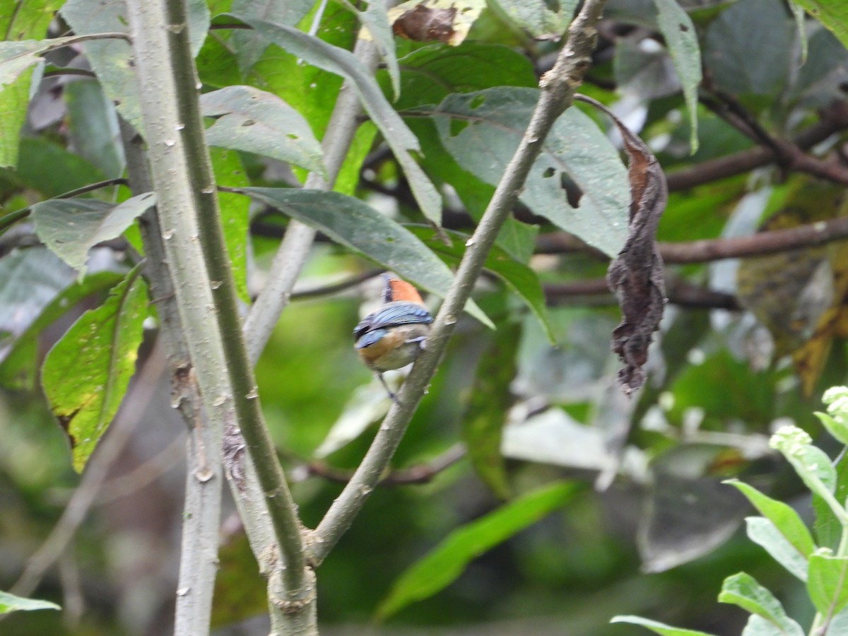 Scrub Tanager - ML449505581