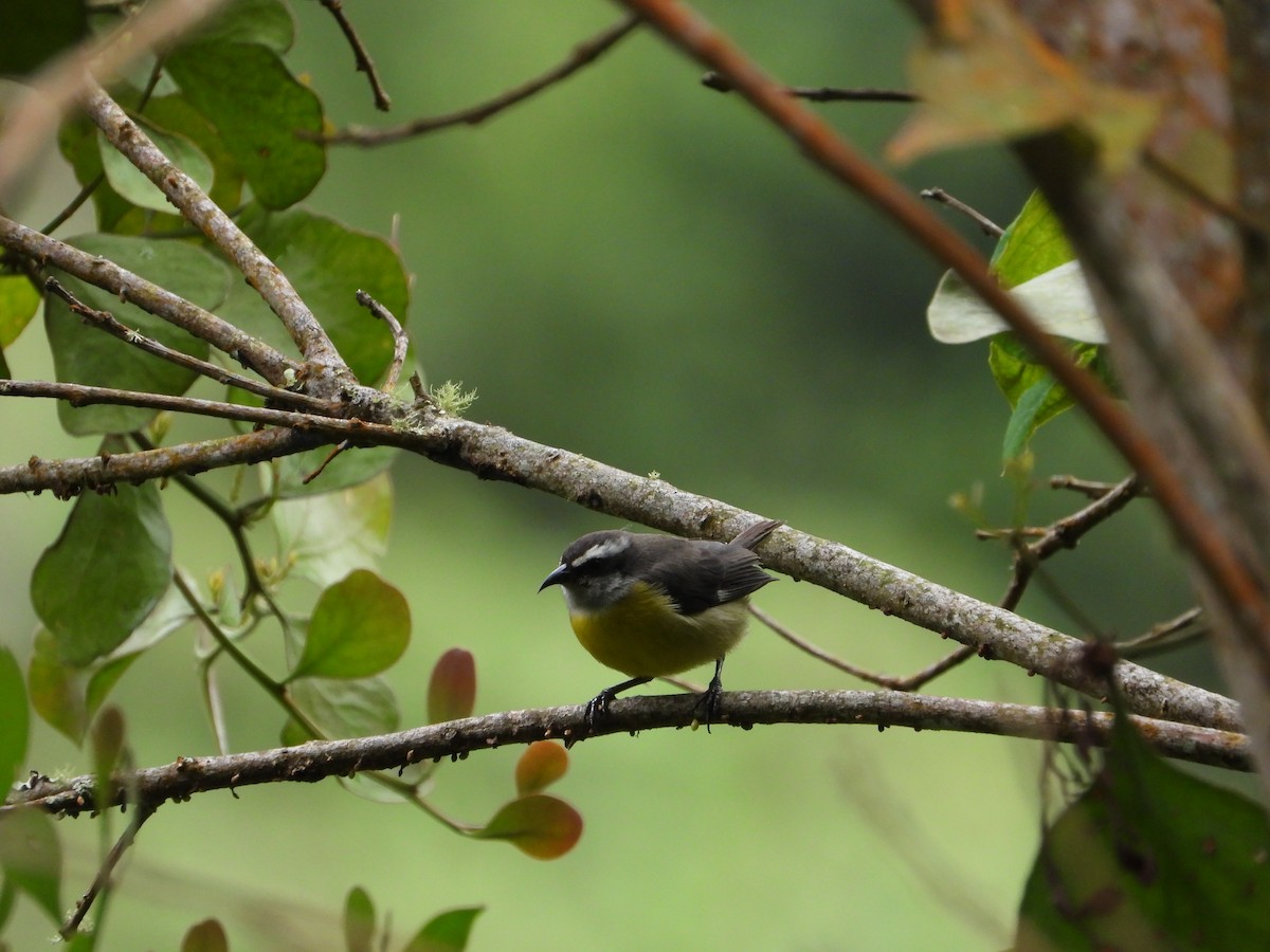 Bananaquit - ML449505731