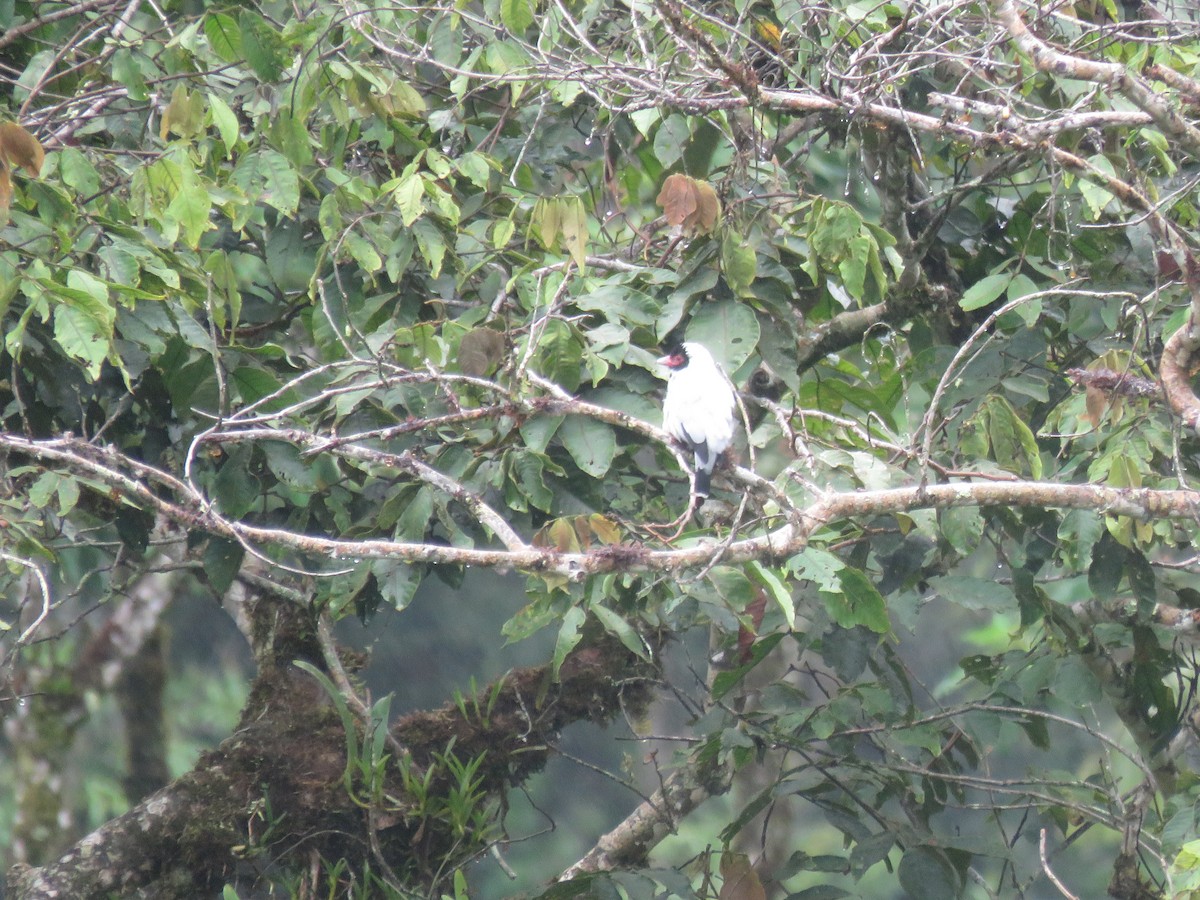 Masked Tityra - ML449506041